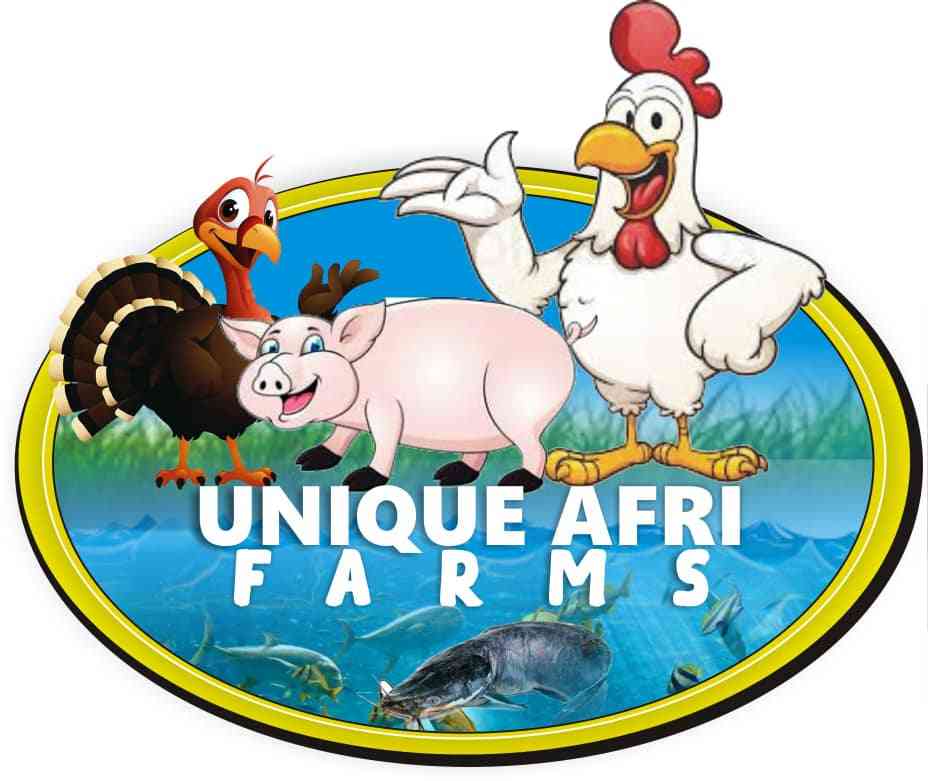 uniQue afri frams